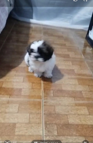 Vendo Cachorto Shiz Tzu Macho Com 40 Dias Ainda Nso Tomou A