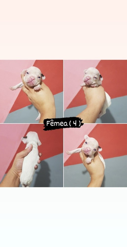 Bulldog Francês - Fêmea - Pirata / Mascarada