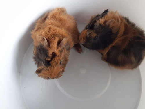 Imagen 7 de 9 de Cuis Cuises Cobayos Abisinio C/ Remolinos Mascotas Conejillo