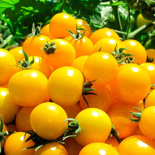 Semillas De Tomate Cherry Amarillo 100% Naturales