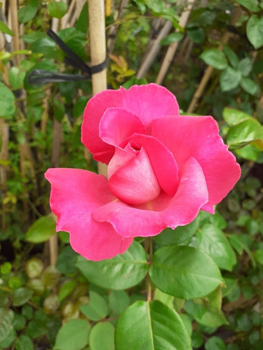 Imagen 6 de 9 de Rosa Trepadora, Rosal Perfumado 15lts