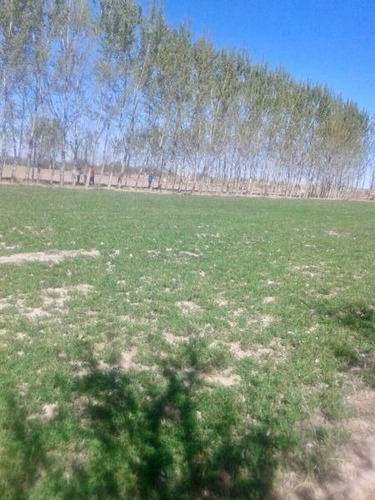 Imagen 9 de 11 de Quinta En Venta En General Alvear