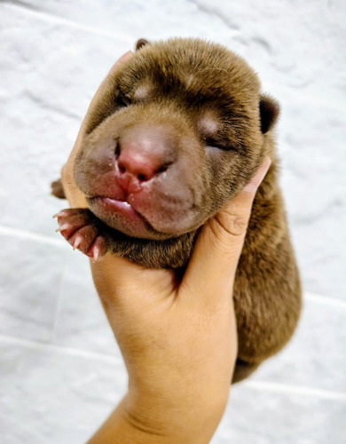 Cachorro Shar Pei,raza Pura,lengua Azul Marrón Claro