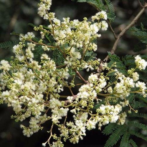 1000 Sementes P Muda Angico Branco Cerrado Praça Jardim Faz