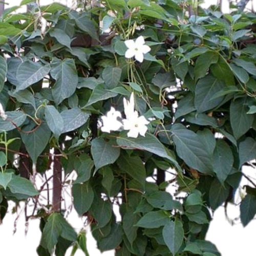 Jazmín De Chile Dipladenia Mandevilla Laxa Trepadora Nativa