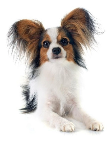 Libro Perros Razas Papillon M. Truex Excellence Guia