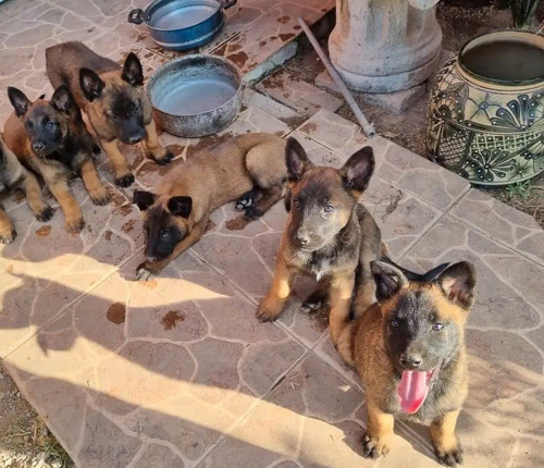 Imagen 4 de 4 de Cachorros Pastor Belga Malinois 400 Por Cada Perrito