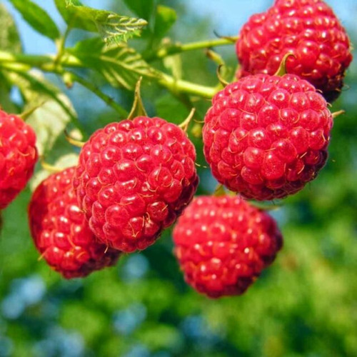 Frambuesa Roja Gigante, Más Semillas