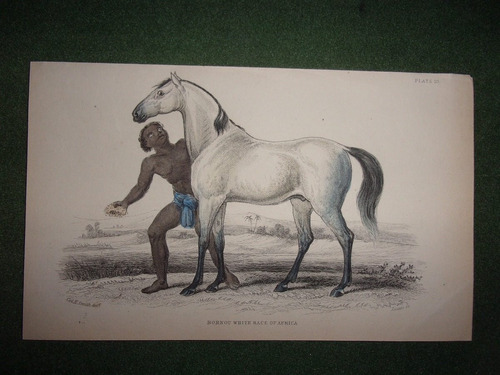 Caballo Bornou White Of Africa Grabado De 1833