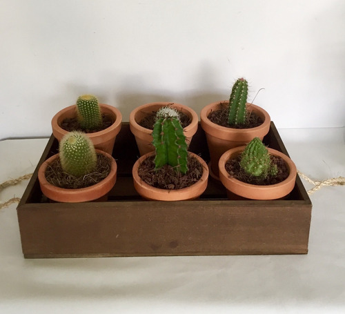 Arreglo De Cactus En Caja De Madera Y Macetas De Barro