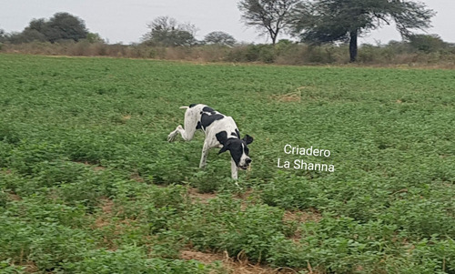 Pointer Criadero La Shanna Pointers Cachorros Pedigrí F.c.a 