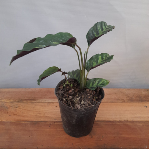 Combo Calatheas: Tricolor - Makoyama - Mil Rayas