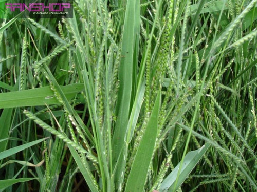 Imagem 3 de 3 de Sementes Brachiaria Piatã Pacote 20kg - Frete Gratis