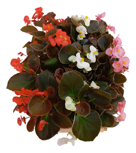 Kit 20 Mudas Begonia Cerosa - Folha Bronze - Cores Sortidas