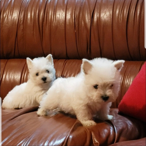 Cachorritos Westie Terrier