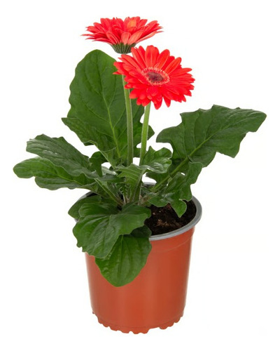 Gerbera Lila