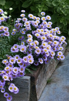 Margarida Roxa Erigeron Sementes Flor Para Mudas | MercadoLivre