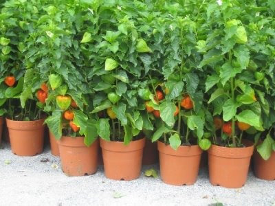 Physalis Alkekengi Lanterna Chinesa -sementes Flor Pra Mudas
