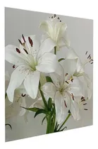 Comprar Lienzo Lirios Blancos Puros, Belleza En Simplicidad 125x125
