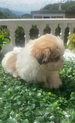 Shih Tzu Cachorros Shiztu Disponibles Entrega Inmediata 