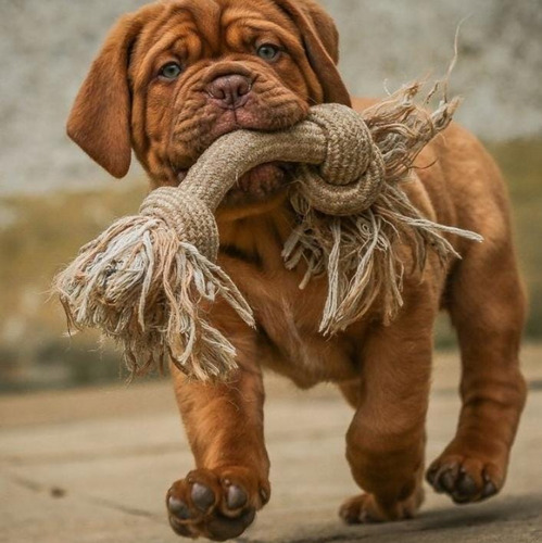 Cachorros Dogo De Burdeos