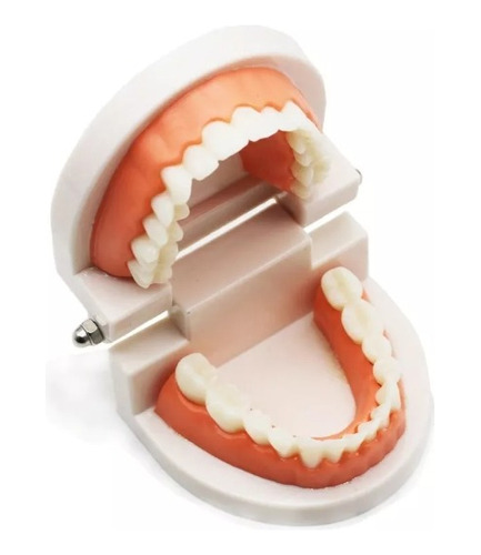 Modelo Dental Arcada Para Enseñanza Y Estudio Santiago