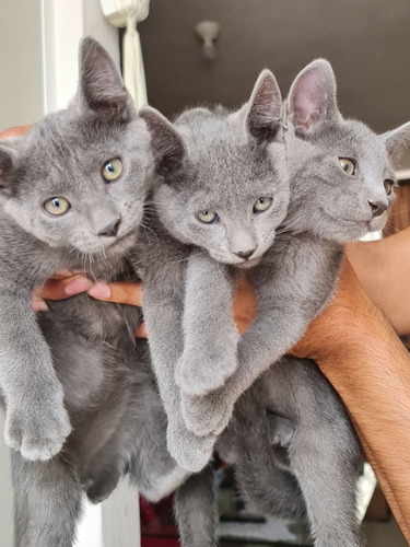 Gatitos Azul Ruso