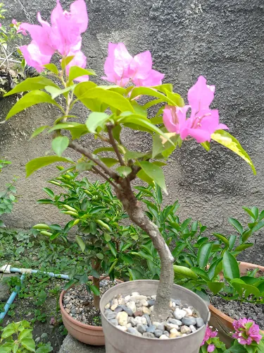 Trinitaria Bonsai Planta Mata