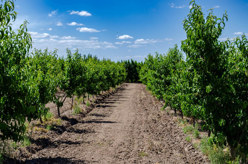 Finca En Venta En Tunuyán