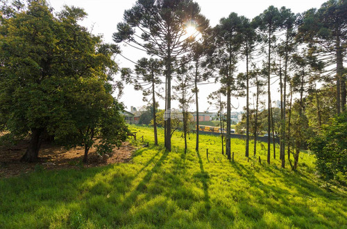 Imagem 4 de 21 de Terreno - Residencial - 930260