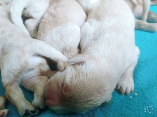 Cachorros Golden Retriever C Pedigree Fca!