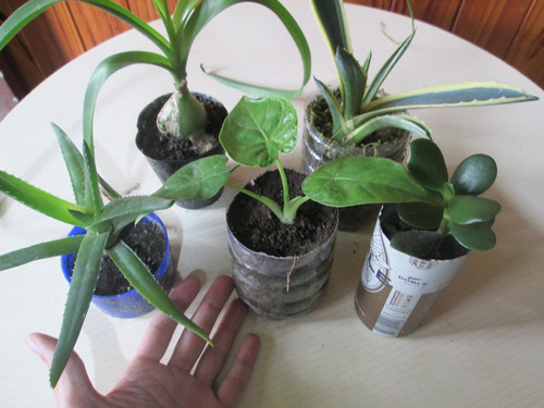 Combo Plantas 5 Con Suculentas Cactus Y Otras Avellaneda