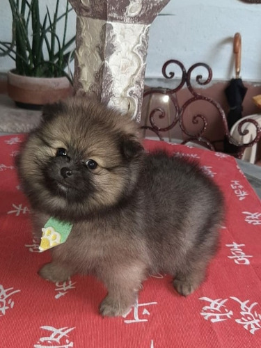 Spitz Alemão (lulu Da Pomerânia) - Laranja Anão
