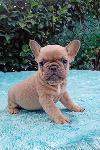 Bulldog Frances Blue Fawn Machito Sable Blue Sable