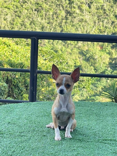 Imagen 1 de 4 de Cachorro De Chihuahua