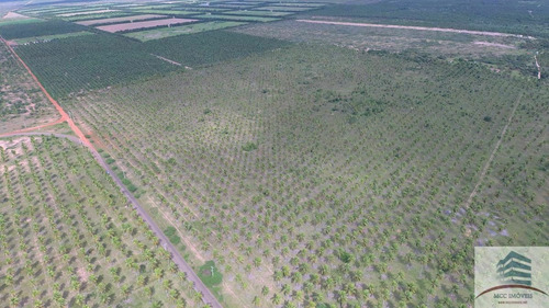 Imagem 7 de 12 de Fazenda 111ha, Santa Luzia De Touros