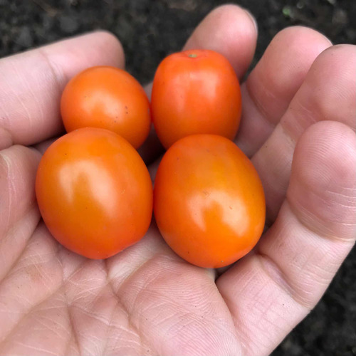 30 Semillas De Tomates Uvalina Naranja