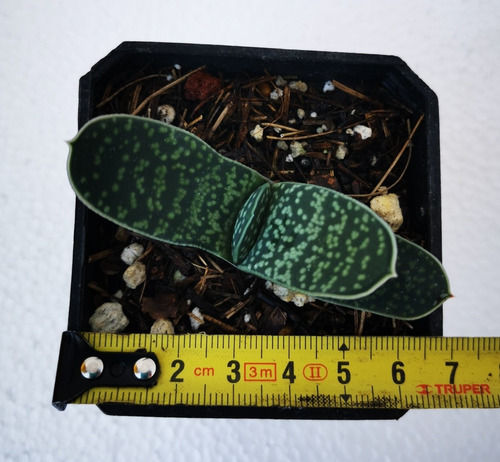 Suculenta Gasteria Maculata 30 Pzas
