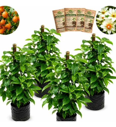 4 Muda Ora-pró-nobis Linda Flor Branca Planta Enraizada | MercadoLivre