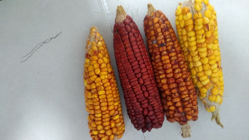 Semilla De Maiz Cariaco Amarillo Y Rojo