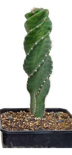 Cactus Espiral Grande.