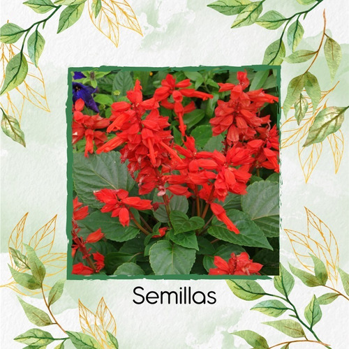 25 Semillas Orgánicas De Flor Salvia Escarlata