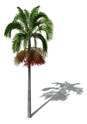 Palmeira Carpentaria Acuminata 5 Metros - Frete Grátis
