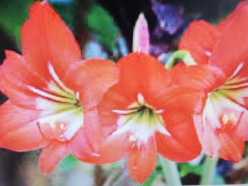 Planta Amarilis De Flores Anaranjadas, De Bulbo Grande (Usado)
