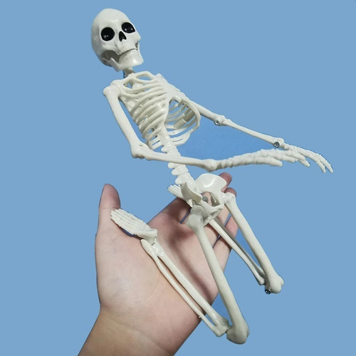 Imagen 5 de 10 de Calavera Esqueleto Estudio Medicina Halloween 40cm Alto