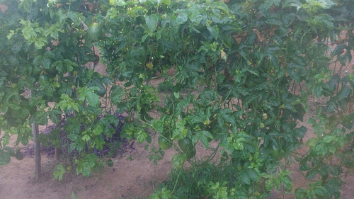 Chácara De 2 Dormitórios Cozinha E Banheiro