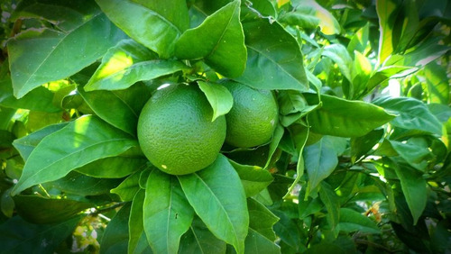 Lima Limon , Arbolitos Injertos Pregunte Costo De Envio