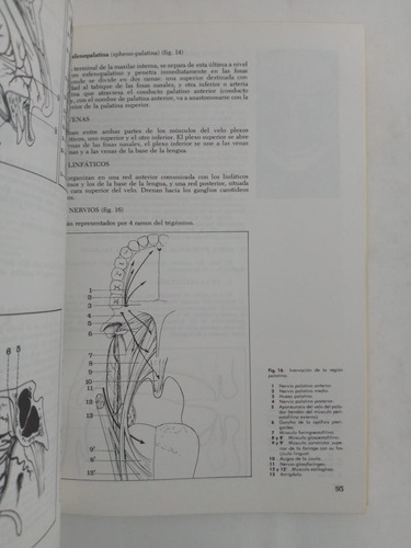Anatomía Descriptiva Cara, Cabeza Y Órganos De Los Sentidos