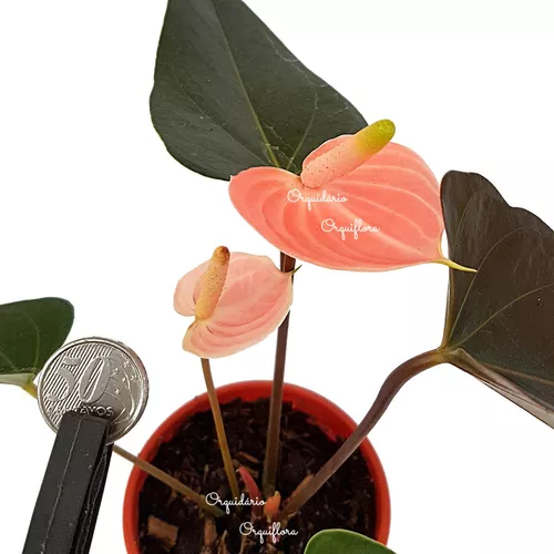 Mini Antúrio Flor Rosé Planta Natural Adulta Com Vaso