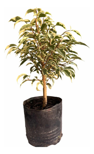 Pre Bonsai Planta Arbolito Jardin Ficus Variegado 8 Años